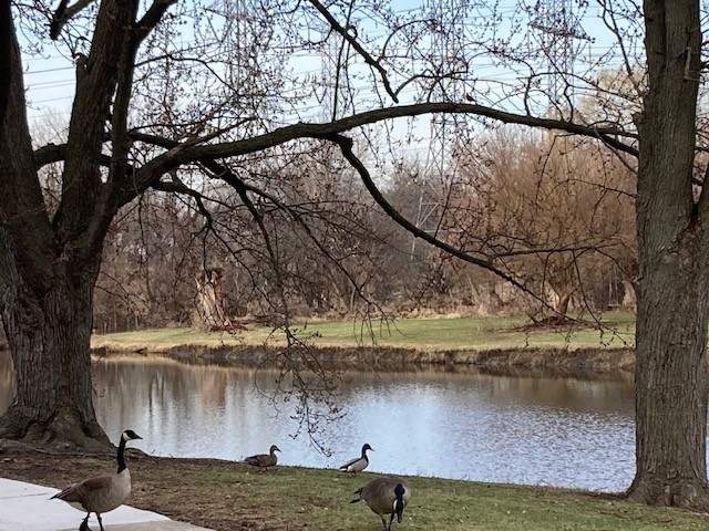 Two geese walking on a path by a lake.